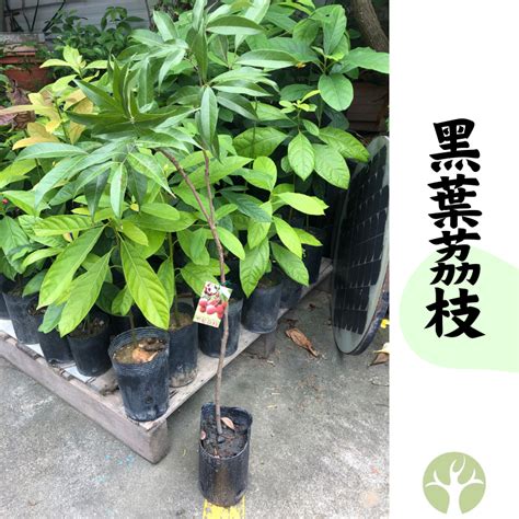 適合 北部種植的果樹|藍山園藝